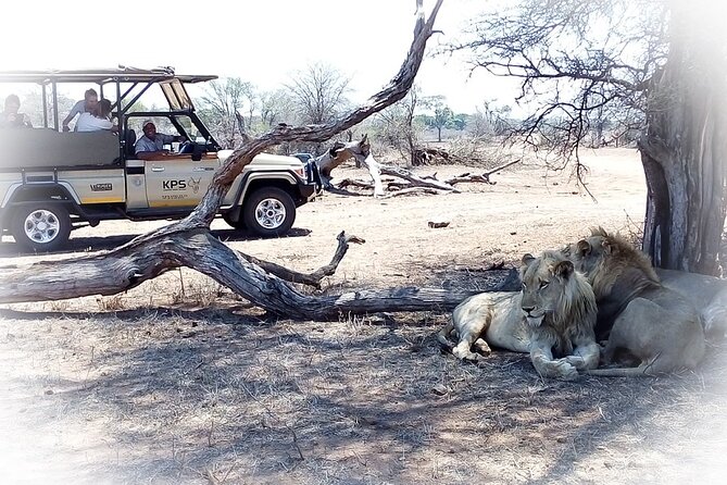 Full Day Private Kruger Park Safari - A guide who adds meaning to the drive