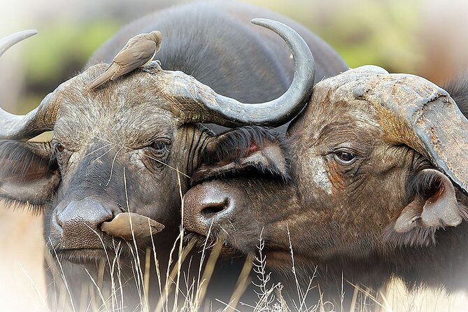 Full Day Private Kruger Park Safari - What the $143.78 price really covers