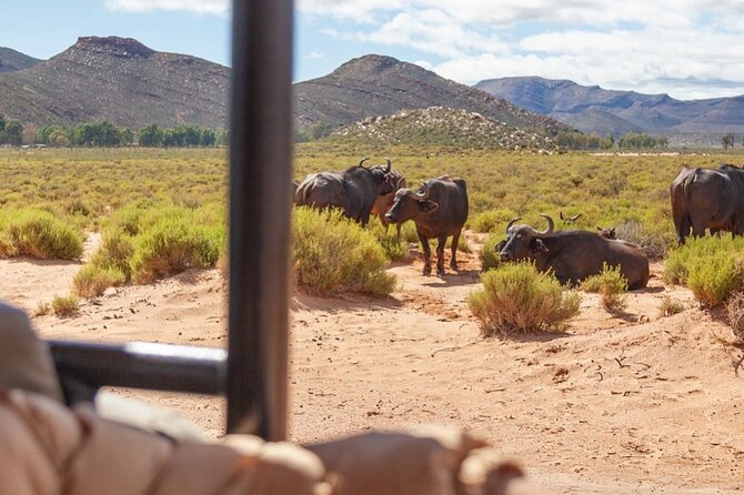 Full-Day Private Safari Tour to Aquila Game Reserve - Leaving Cape Town at 7:00 a.m.