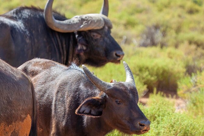 Full-Day Private Safari Tour to Aquila Game Reserve - Aquila’s 2 to 3-hour shared game drive