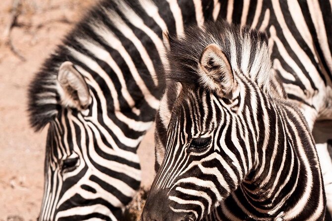Full-Day Private Safari Tour to Aquila Game Reserve - Fairview Wine and Cheese on the return