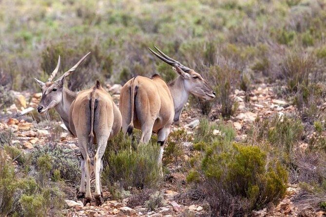 Full-Day Private Safari Tour to Aquila Game Reserve - Why the private vehicle matters