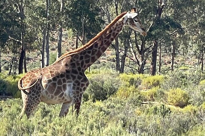 Full-Day Private Safari Tour to Aquila Game Reserve - Is $313.35 per person fair?