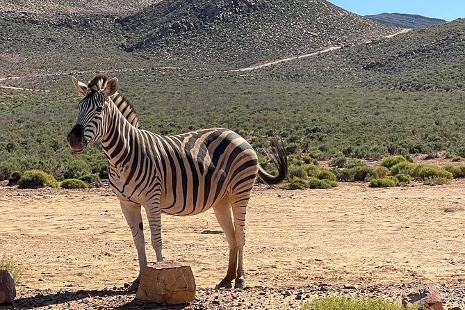 Full-Day Private Safari Tour to Aquila Game Reserve - Who should book this day?