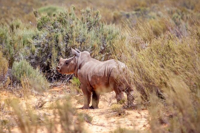 Full-Day Private Safari Tour to Aquila Game Reserve - Practical details before you book