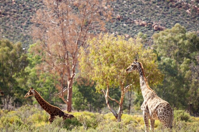 Full-Day Private Safari Tour to Aquila Game Reserve - Lunch, pool time, and a slower afternoon