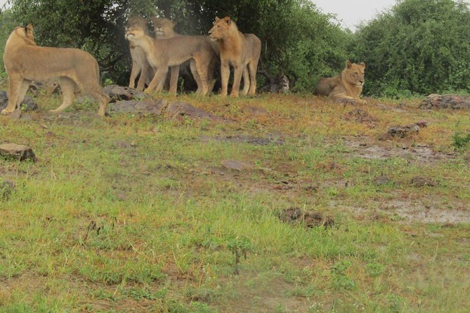 Full Day Safari Tour of Pilanesberg National Park, Open Jeep experience - The Pre-Dawn Start and Johannesburg Pickup