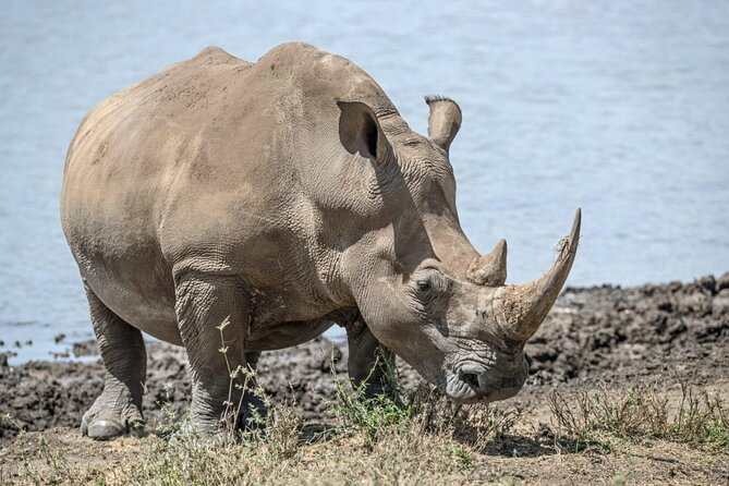 Full Day Safari Tour of Pilanesberg National Park, Open Jeep experience - Lunch, Comfort, and the Long Return