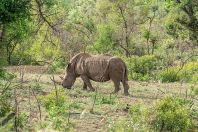 Full Day Safari Tour of Pilanesberg National Park, Open Jeep experience