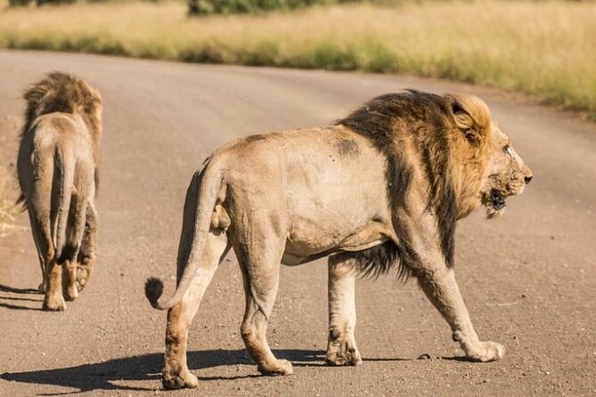 Full Day Safari Tour of Pilanesberg National Park, Open Jeep experience - Who Should Book This Safari?
