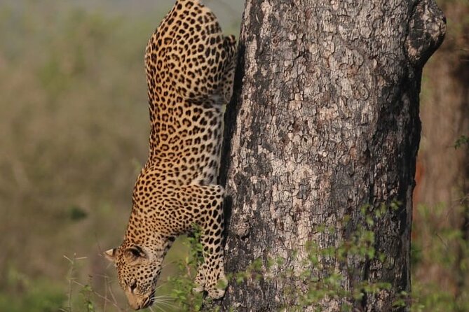 Full Day Safari Tour of Pilanesberg National Park, Open Jeep experience - Should You Book It?