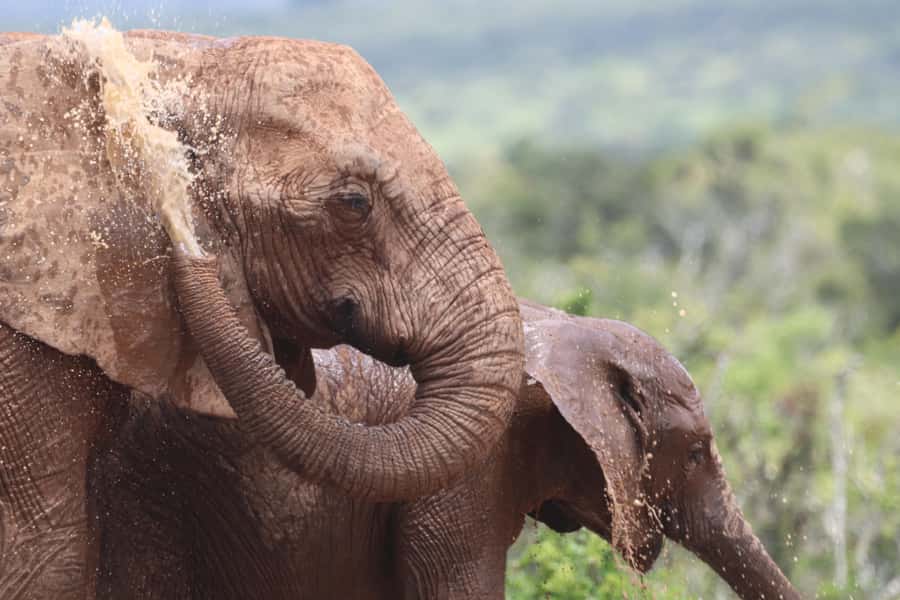 Full-Day Schotia Game Reserve & Giraffe Walk (Open 4x4) - Why this full-day safari works