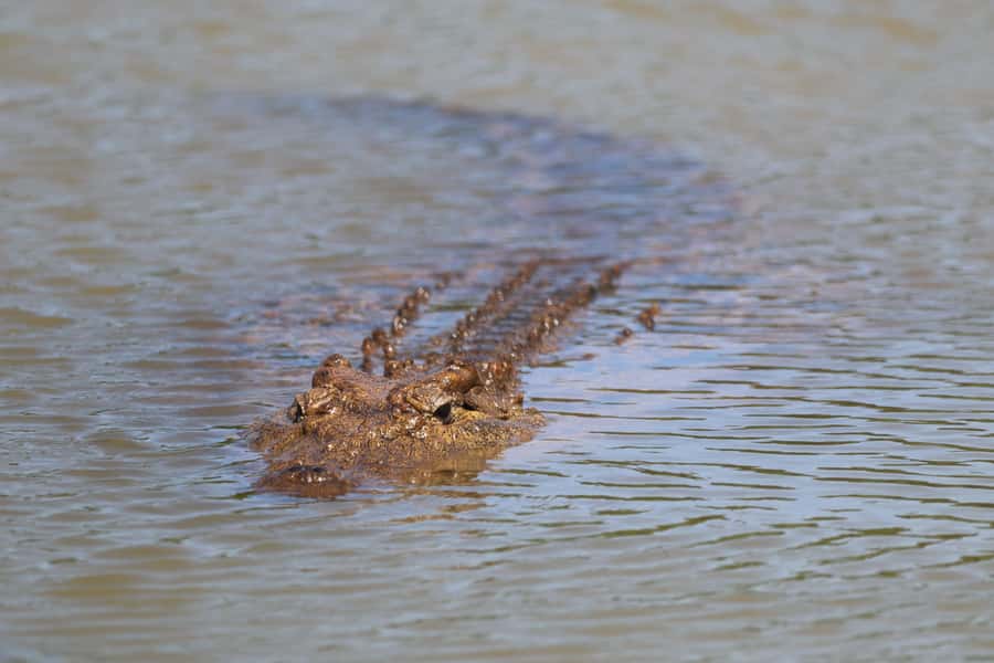 Full-Day Schotia Game Reserve & Giraffe Walk (Open 4x4) - Meeting giraffes on foot in the Sunday’s River Valley