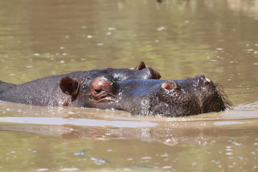 Full-Day Schotia Game Reserve & Giraffe Walk (Open 4x4) - How the $242 price compares with the experience