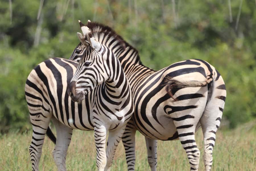 Full-Day Schotia Game Reserve & Giraffe Walk (Open 4x4) - Leaving Port Elizabeth for Schotia