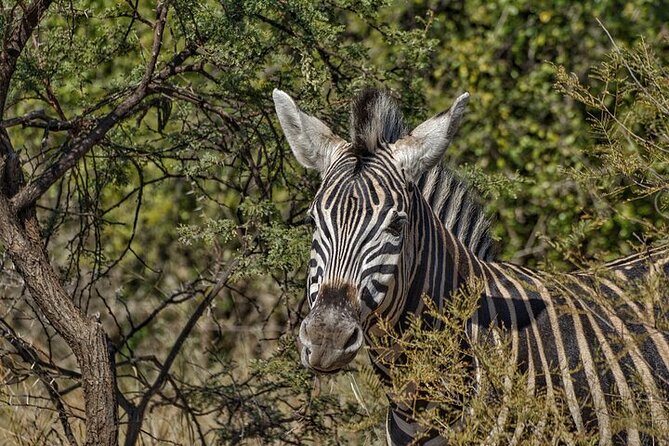 Full-Day Shared Kruger National Park Safari from Hoedspruit - Entering Kruger for the morning drive
