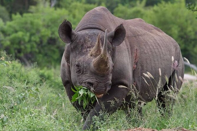 Full-Day Shared Kruger National Park Safari from Hoedspruit - What the price of $129.80 really covers