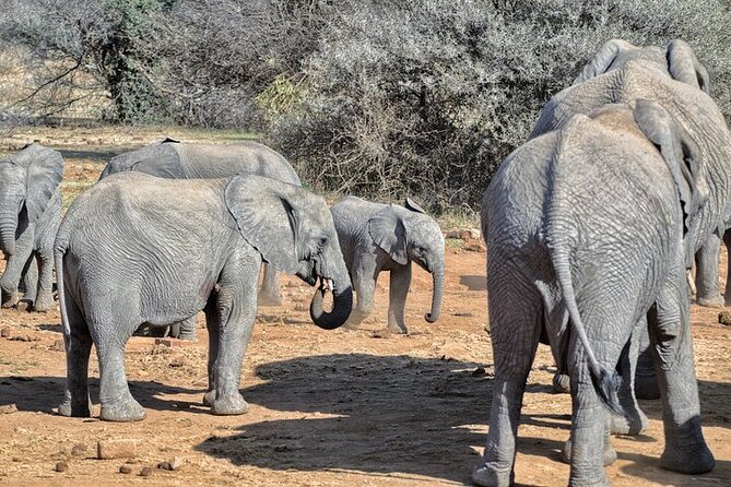 Full-Day Shared Kruger National Park Safari from Hoedspruit - Who will enjoy this ten-hour Kruger safari