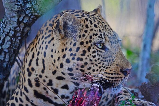 Full-Day Shared Kruger National Park Safari from Hoedspruit - Practical planning for the day