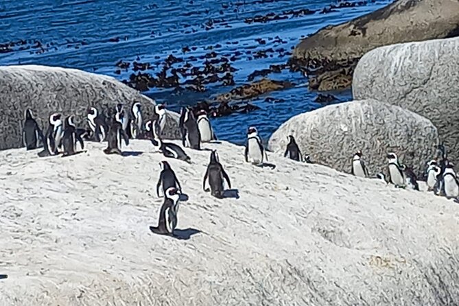 Full Day Tour for Cape of Good Hope & Boat to Seals Island - A full Cape Peninsula day without the driving work