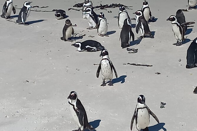 Full Day Tour for Cape of Good Hope & Boat to Seals Island - Chapman’s Peak Drive, one curve after another