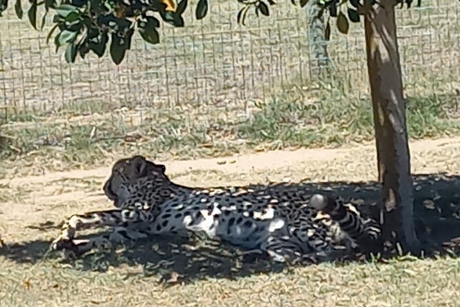Full Day Tour for Cape of Good Hope & Boat to Seals Island - The ostrich farm, a short and unusual pause