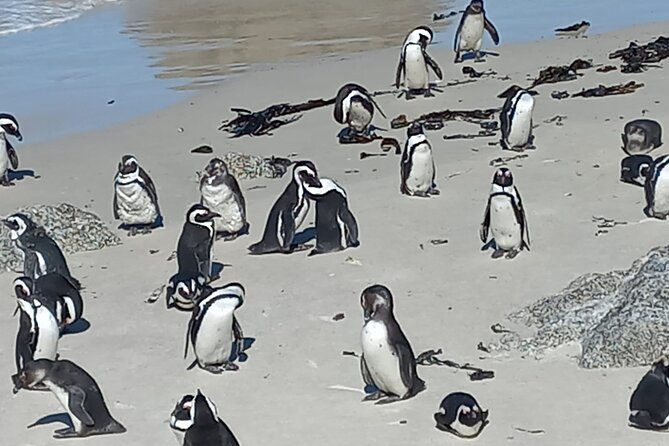 Full Day Tour for Cape of Good Hope & Boat to Seals Island - Cape of Good Hope Nature Reserve