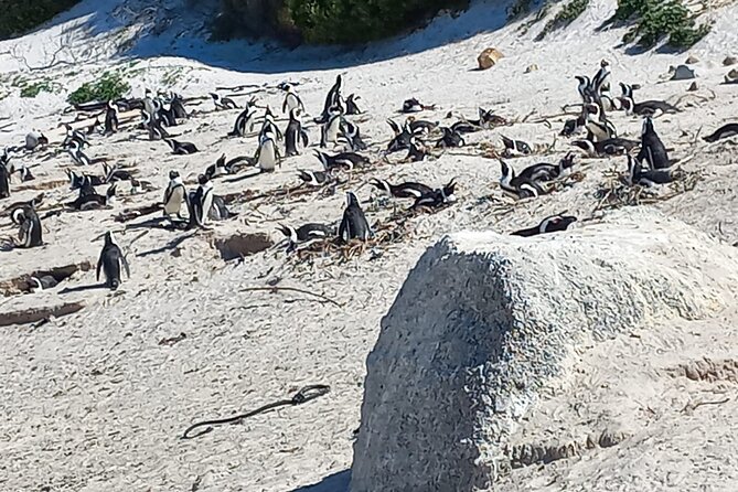 Full Day Tour for Cape of Good Hope & Boat to Seals Island - Walking up to the Old Cape Point Lighthouse