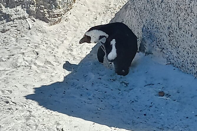 Full Day Tour for Cape of Good Hope & Boat to Seals Island - Boulders Beach and the African penguin colony