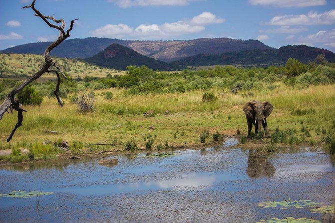 Full Day Ultimate Pilanesberg National Park Safari from Johannesburg or Pretoria - Lunch at Pilanesberg Center and the waterhole view
