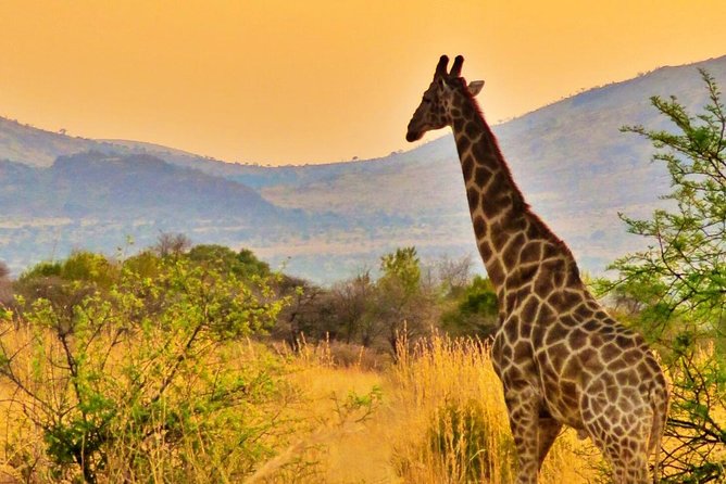 Full Day Ultimate Pilanesberg National Park Safari from Johannesburg or Pretoria - What the $159.89 price includes