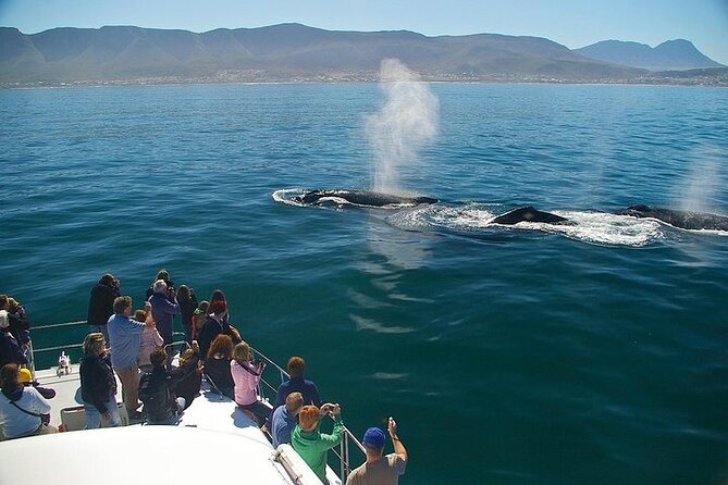 Full-Day Whale Watching and Wine Region Experience from Cape Town - A big Cape Town day built around Hermanus whales
