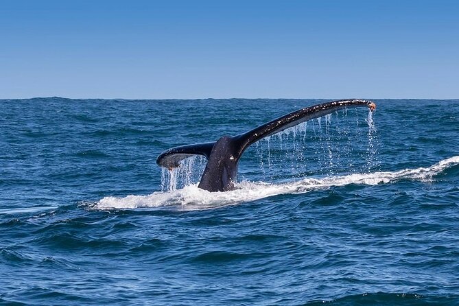 Full-Day Whale Watching and Wine Region Experience from Cape Town - What the private vehicle really adds