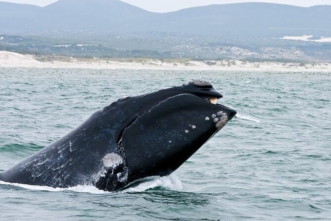 Full-Day Whale Watching and Wine Region Experience from Cape Town - Is $260.16 a fair price?