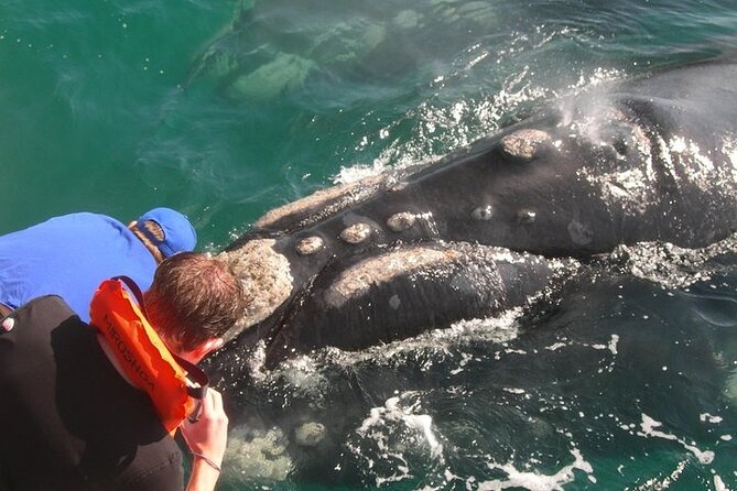 Full-Day Whale Watching and Wine Region Experience from Cape Town - Hermanus and the 2 to 3-hour marine safari