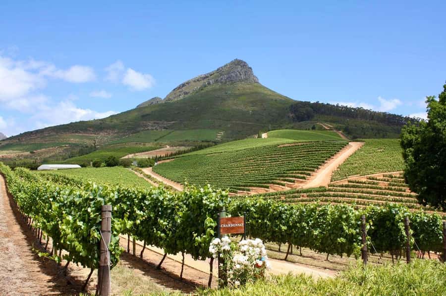 Full-Day Winelands E-Bike Tour with Wine Tasting & Lunch - Getting started on the vineyard trails