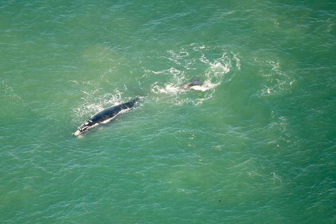 Full Peninsula Scenic Helicopter Flight with Free Boat Cruise - The complimentary boat cruise