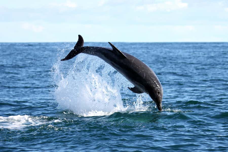 Gansbaai and Big 5 Sea Safari Full-Day Tour from Cape Town - Peregrine Farm Stall and the return route