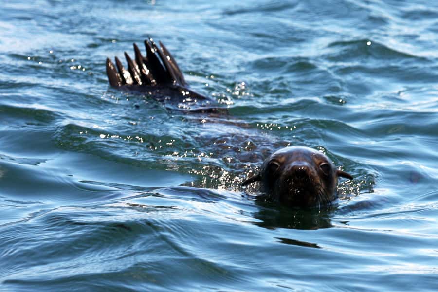 Gansbaai and Big 5 Sea Safari Full-Day Tour from Cape Town - What the guide and operator add