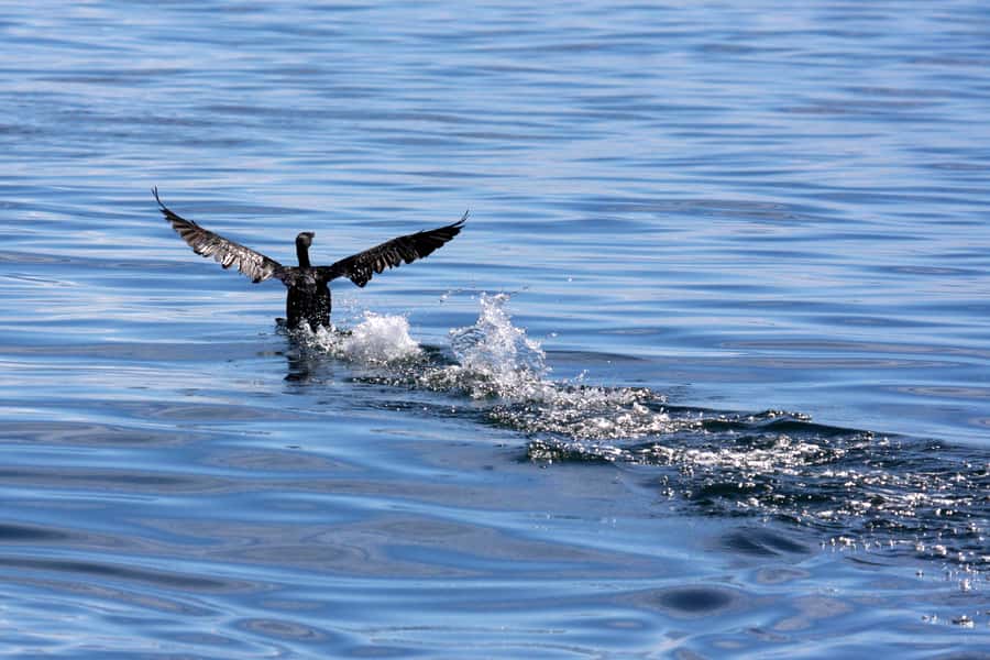 Gansbaai and Big 5 Sea Safari Full-Day Tour from Cape Town - Who will enjoy this trip most?