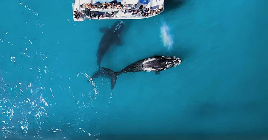 Gansbaai: Marine Big 5 Boat tour - Setting out from The Great White House in Kleinbaai
