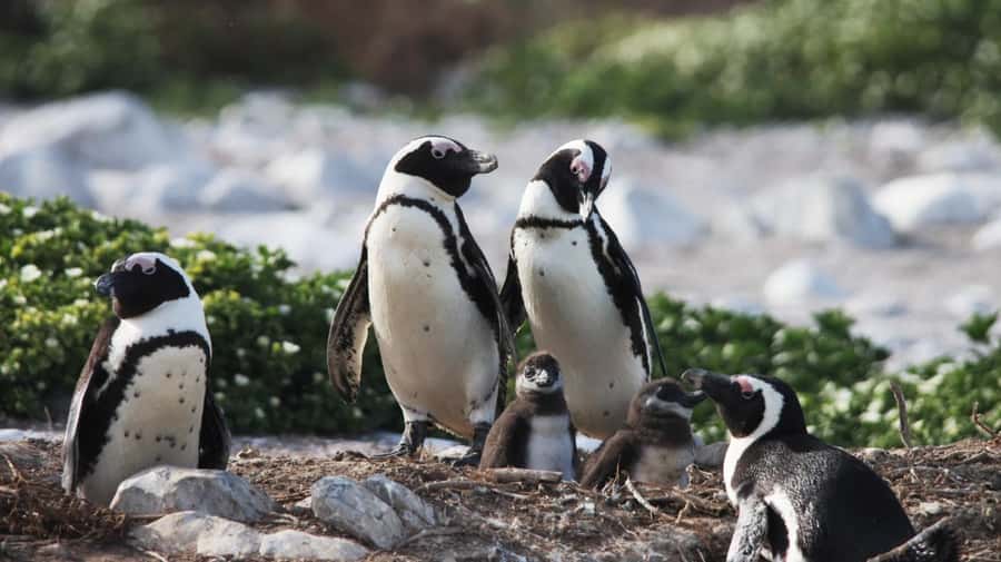 Gansbaai: Marine Big 5 Boat tour - What you might see around Shark Alley