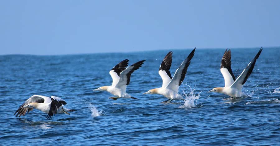 Gansbaai: Marine Big 5 Boat tour - The welcome and debrief make the day easier