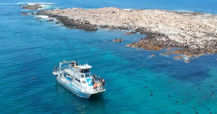 Gansbaai: Marine Big 5 Boat tour - Who should book this Gansbaai boat tour?