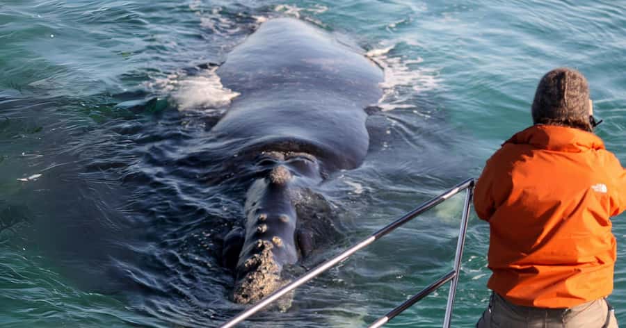 Gansbaai: Marine Big 5 Boat tour - Why the Marine Big 5 idea works
