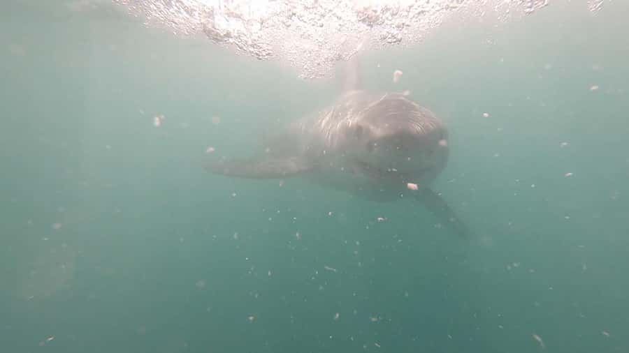 Gansbaai: Shark Cage Diving and Shark Viewing Boat Trip - Key things to know before you book