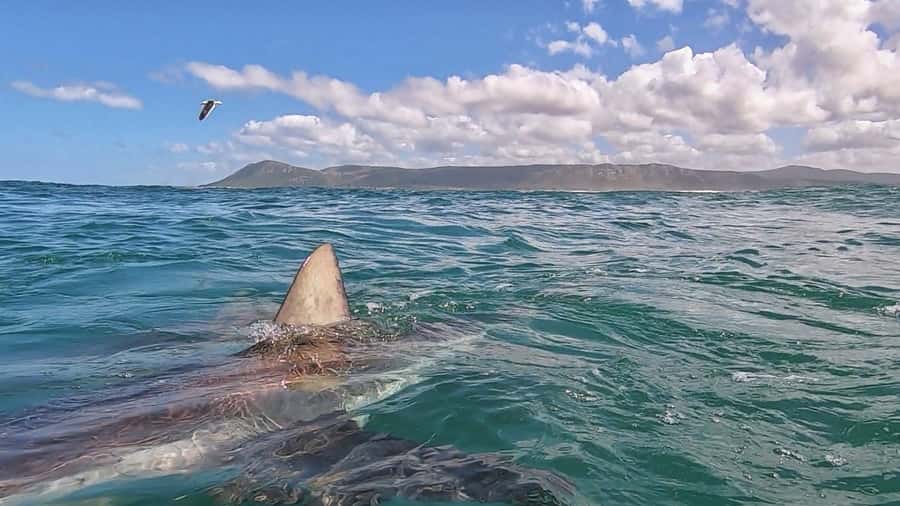 Gansbaai: Shark Cage Diving and Shark Viewing Boat Trip - Who will enjoy this trip most?