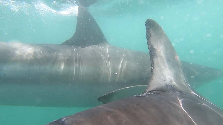 Gansbaai: Shark Cage Diving and Shark Viewing Boat Trip - Watching sharks from the boat