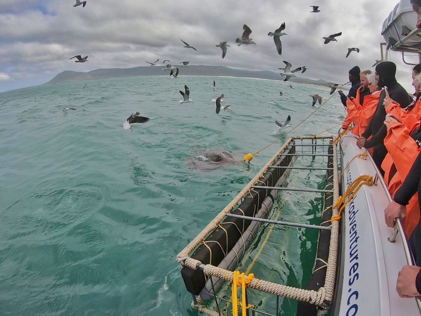 Gansbaai: Shark Cage Diving and Shark Viewing Boat Trip - Entering the shark cage