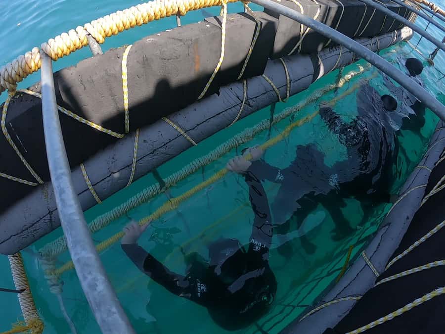 Gansbaai: Shark Cage Diving and Shark Viewing Boat Trip - What happens after you return